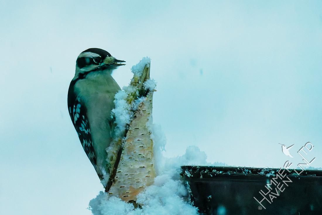 11-29-25 Downy Woodpecker at Rudy's tail