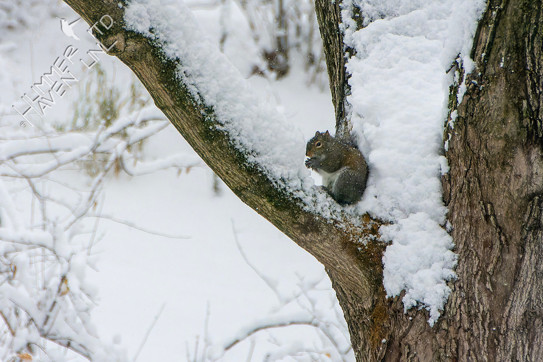 11-29-25 Squirrel tucked in