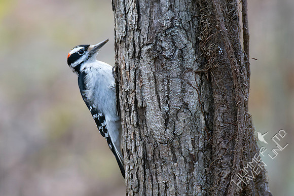 12-7-25 Hairy Woodpecker