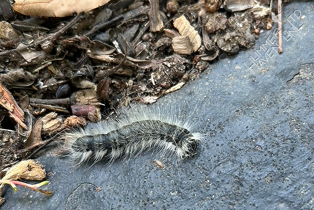 8-8-25 Laugher caterpillar