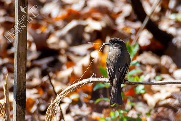 4-6-22 Eastern Phoebe gathering nesting material