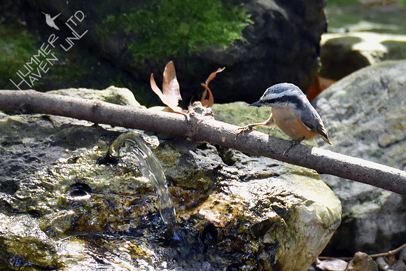 Red-breasted Nuthatch 10-9-16