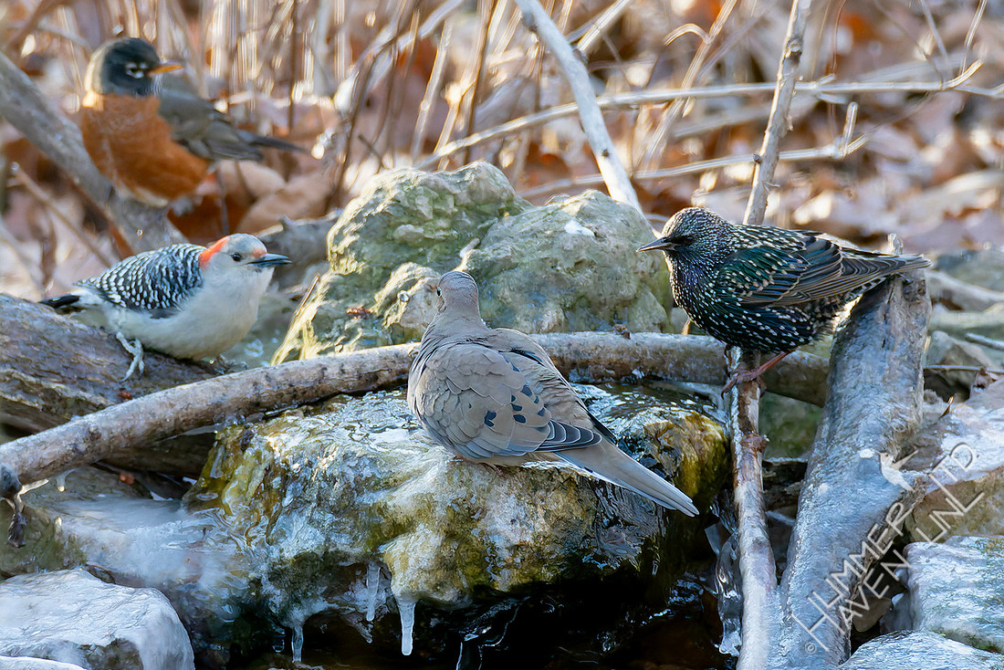 12-15-25 American Robin, Red-bellied Woodpecker female, Mourning Dove and European Starling