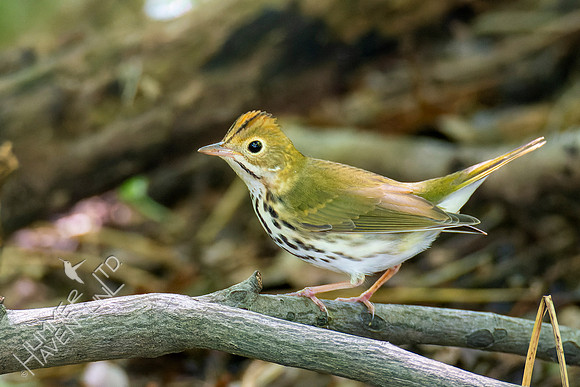 8-30-22 Ovenbird