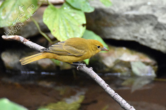 Summer Tanager female 10-1-16