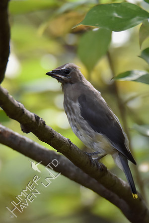Cedar Waxwing juvenile 10-25-16