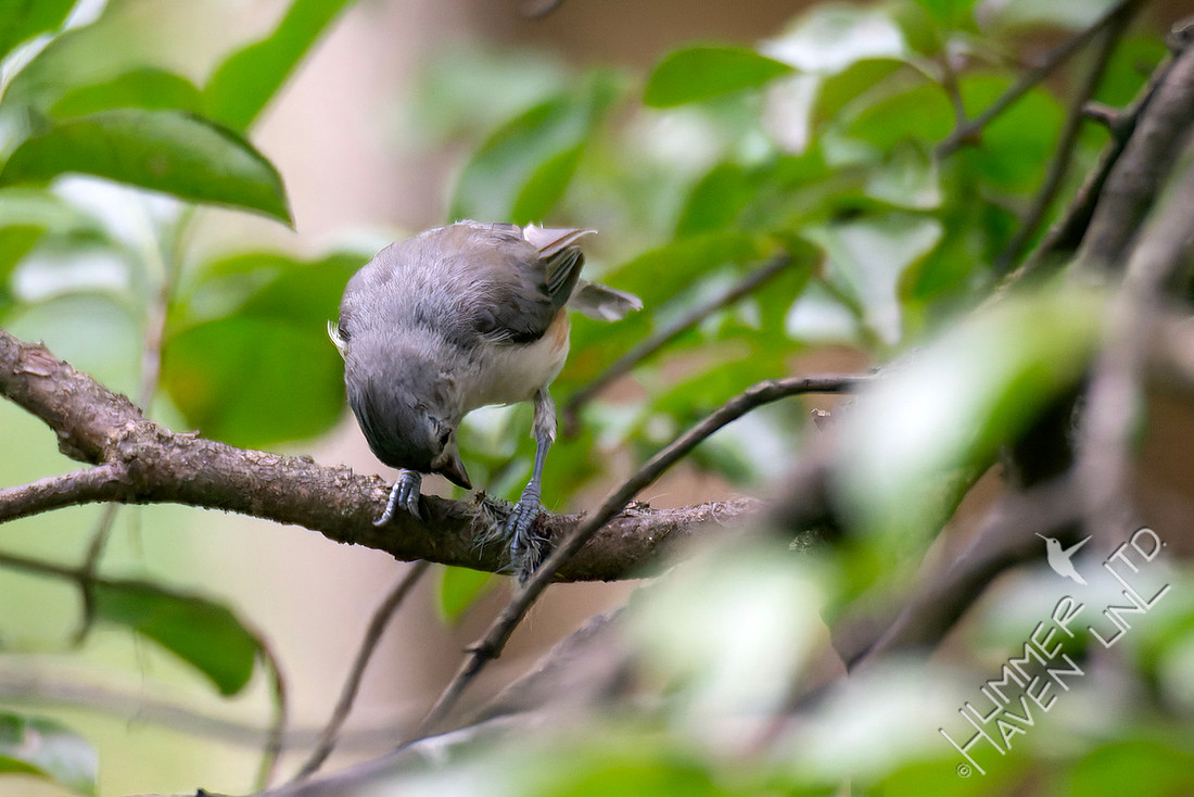 8-7-25 Tufted Titmouse with Laugher caterpillar