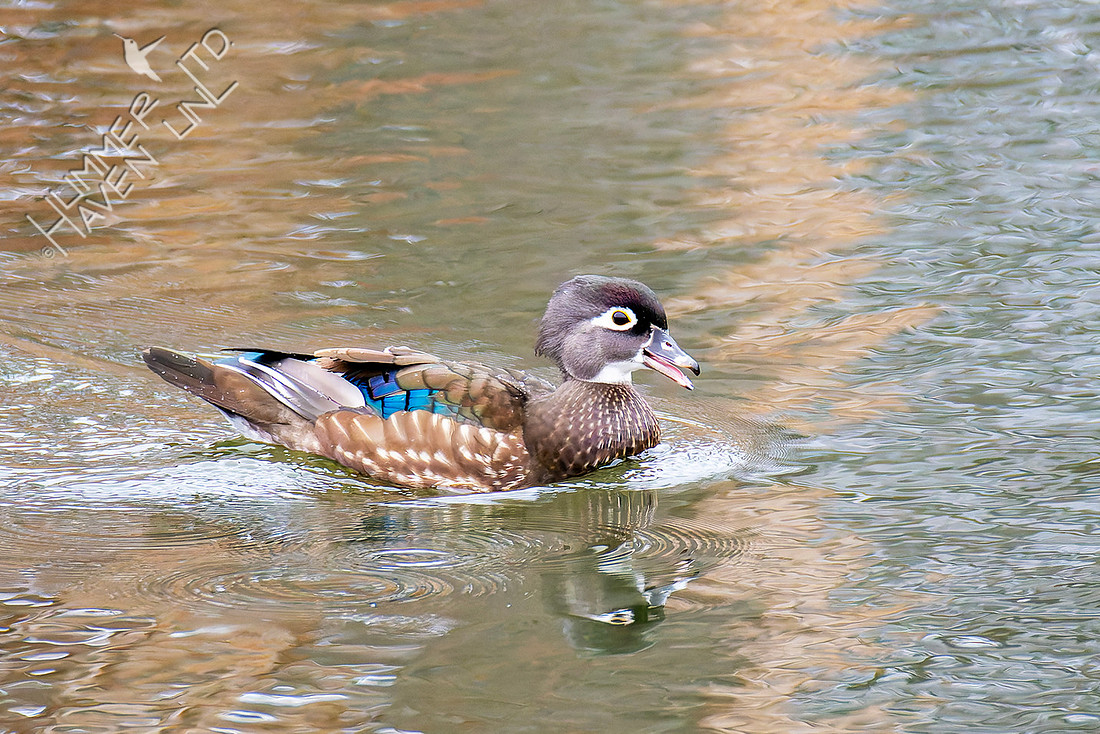 12-24-25 Wood Duck female at Walker Lake, rare