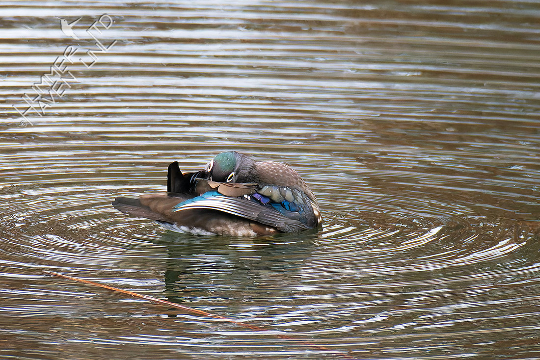 12-24-25 Wood Duck female at Walker Lake, rare