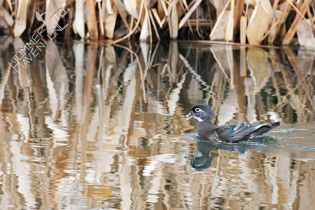 12-24-25 Wood Duck female at Walker Lake, rare