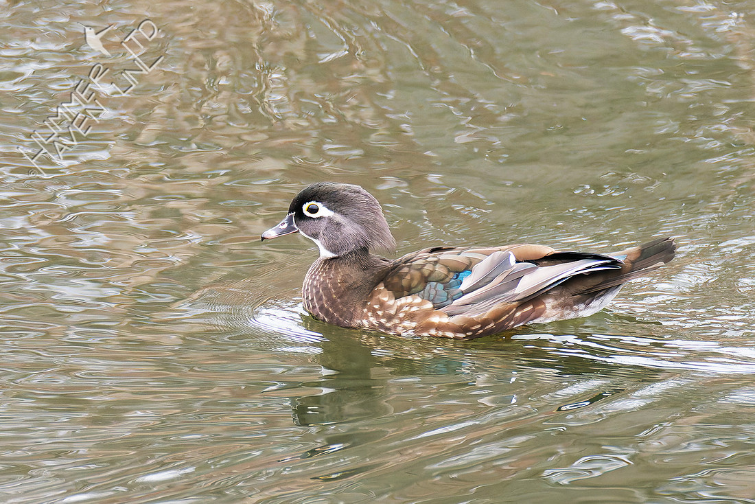 12-24-25 Wood Duck female at Walker Lake, rare