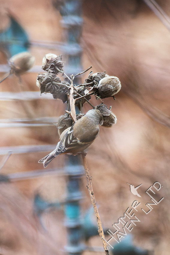 12-25-25 American Goldfinch on Rose Mallow