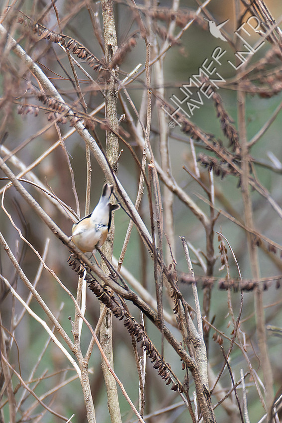 12-25-25 American Goldfinch eating Indigobush seeds