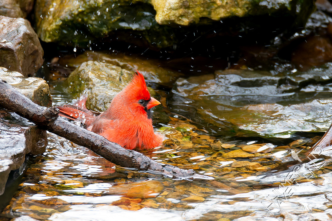 12-25-25 Northern Cardinal
