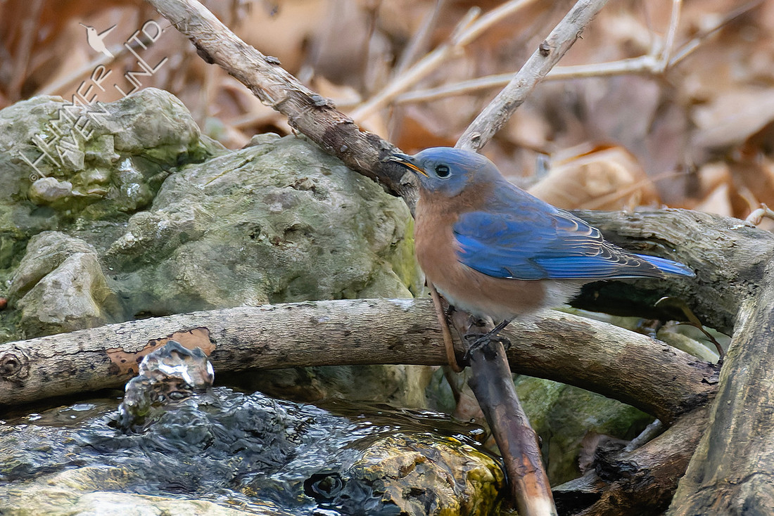 1-3-26 Eastern Bluebird
