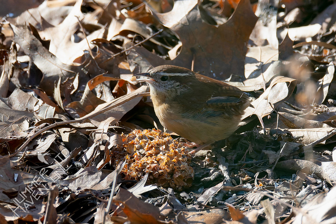 1-3-26 Carolina Wren, sans tail