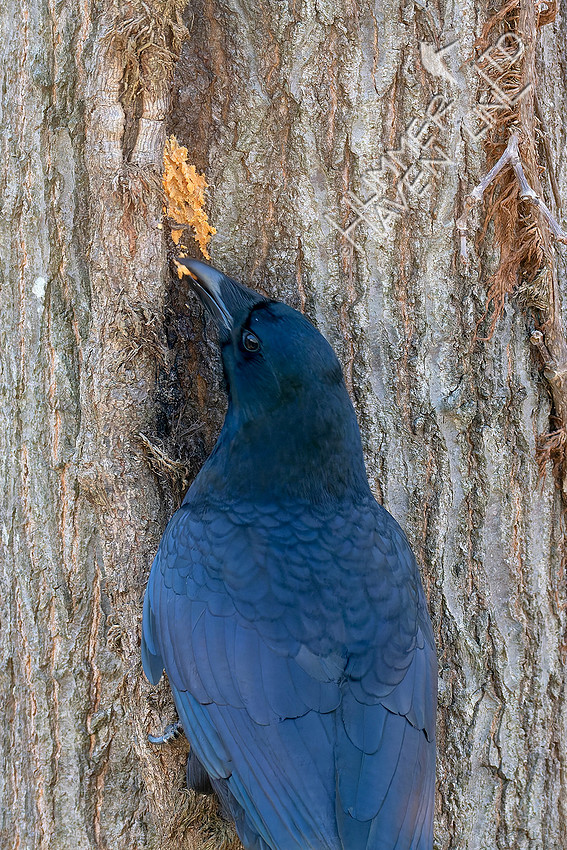 1-3-26 American Crow