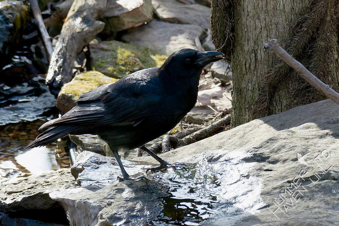 1-3-26 American Crow