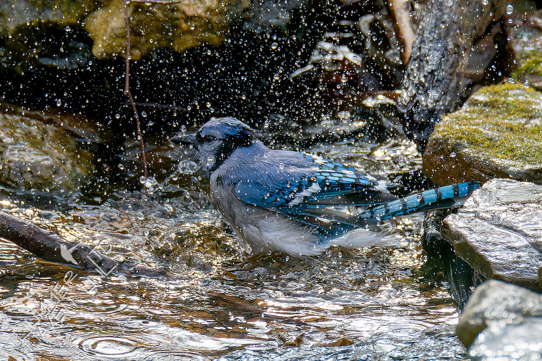 1-3-26 Blue Jay