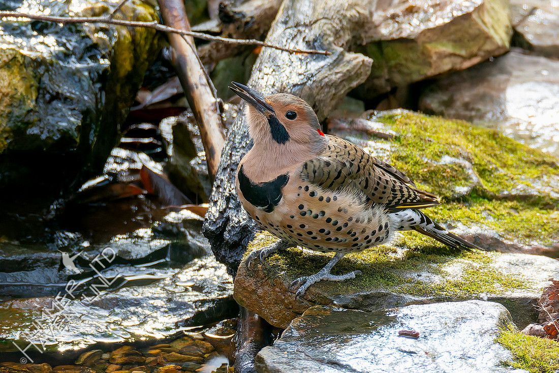 1-3-26 Northern Flicker