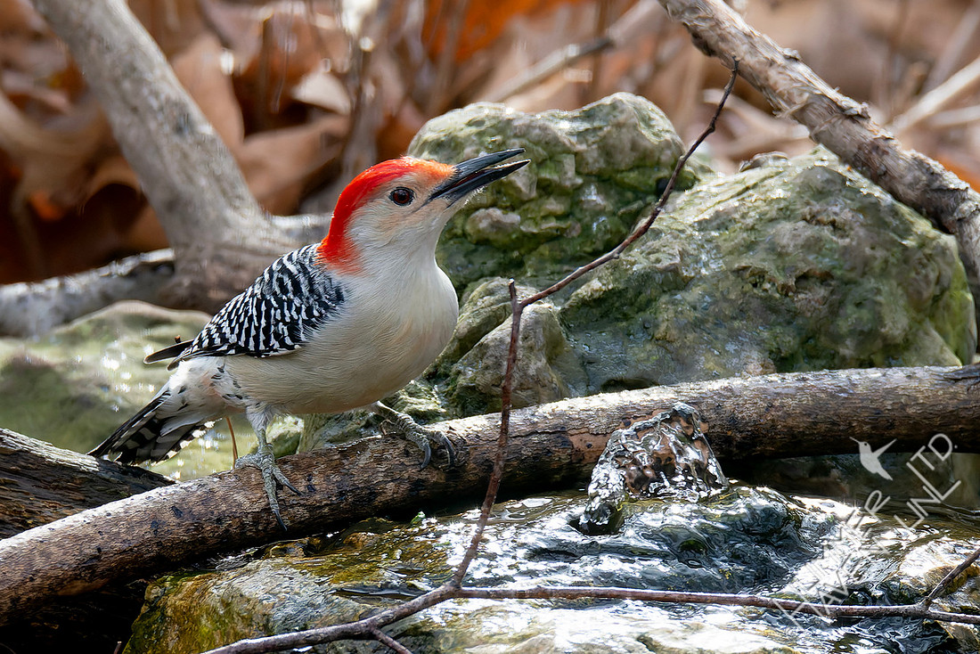 1-4-26 Red-bellied Woodpeckerf