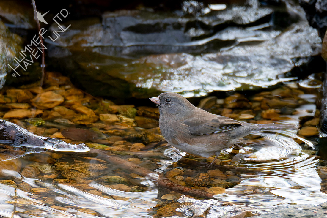 1-3-26 Dark-eyed Junco, Oregon subspecies