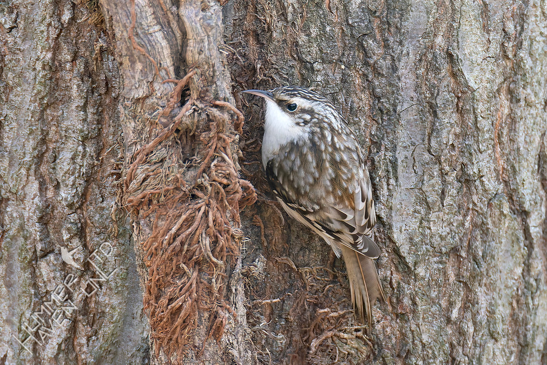 1-4-26 Brown Creeper