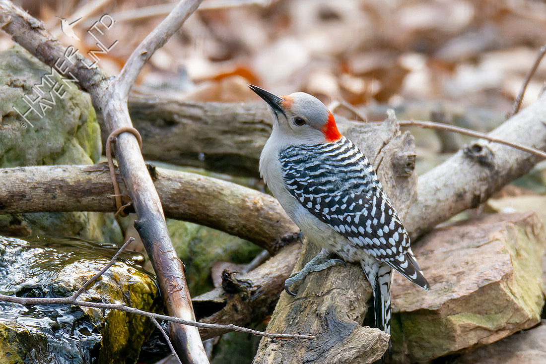 1-4-26 Red-bellied Woodpecker female