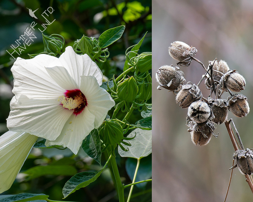 1-5-26 Rose Mallow flower and seed pod. Native Keystone plant -25 Leps