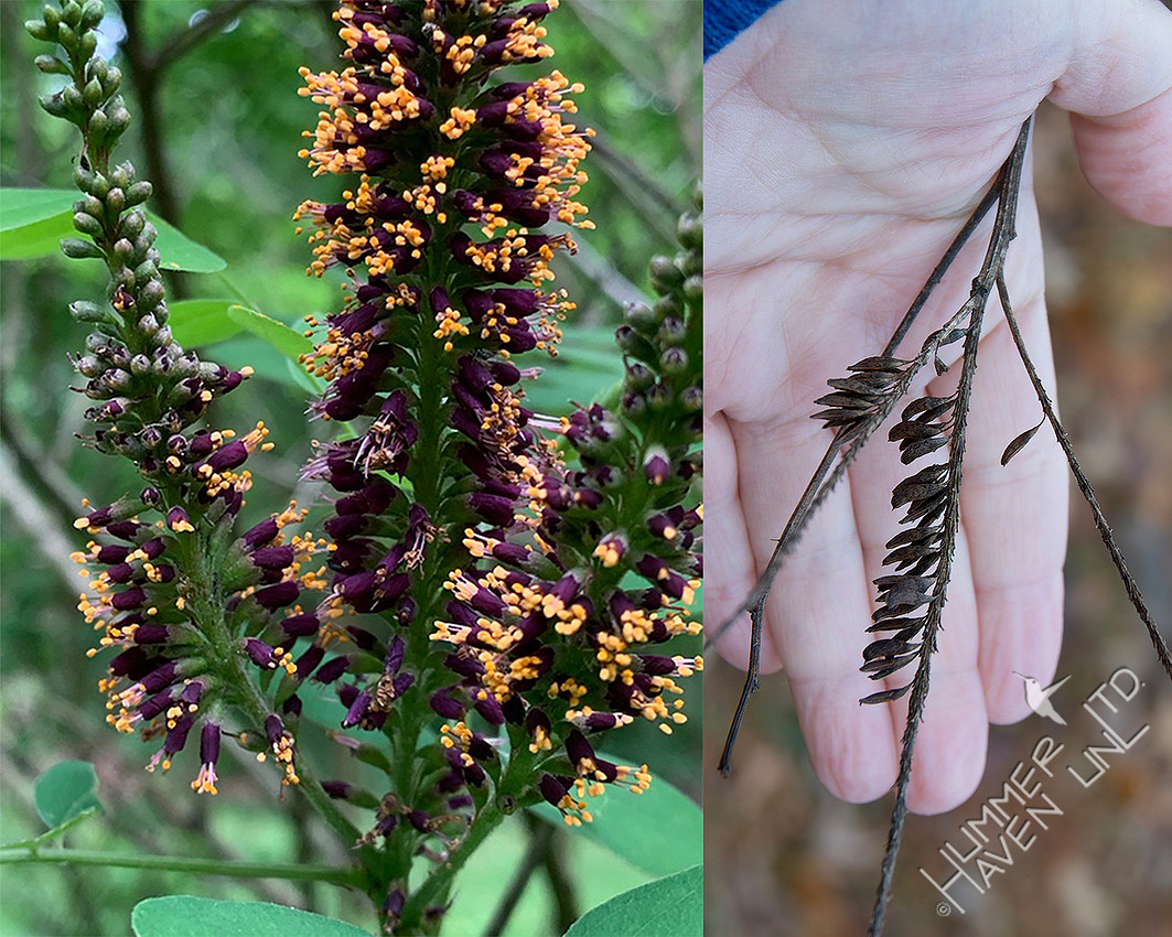 1-5-26 Indigobush flowers and seeds. Native Keystone -35 Leps