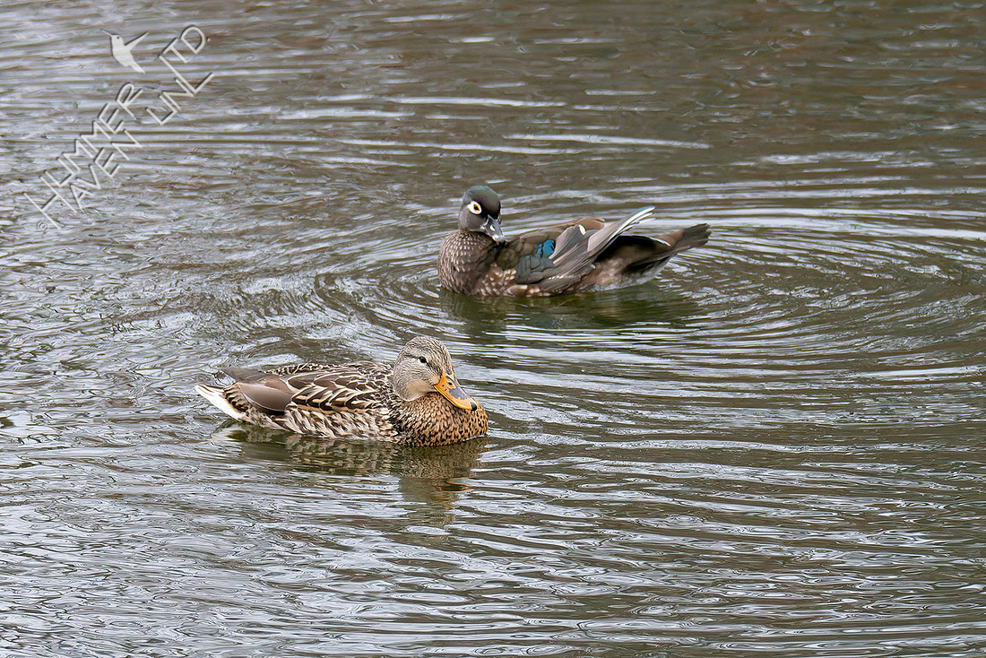 12-24-25 Mallard and Wood Duck females