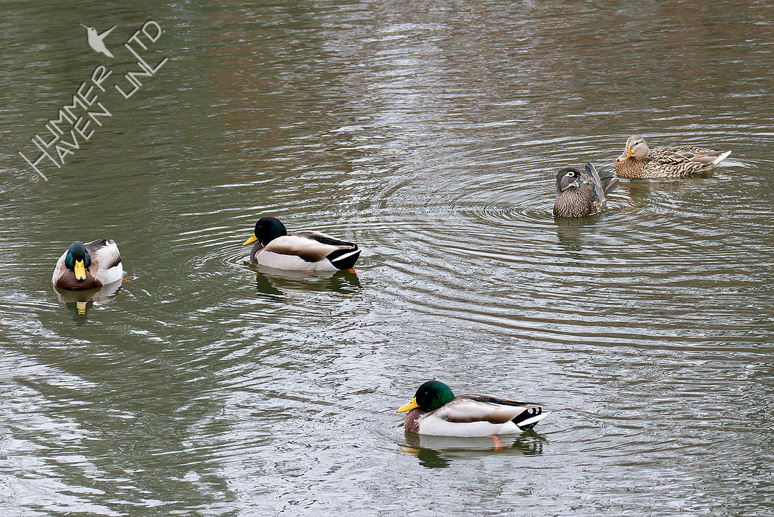 12-24-25 Mallards and Wood Duck female