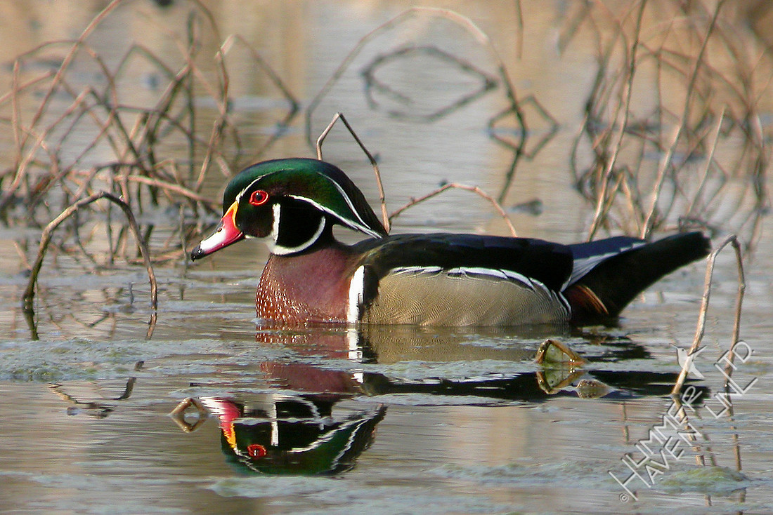 4-3-2005 Wood Duck