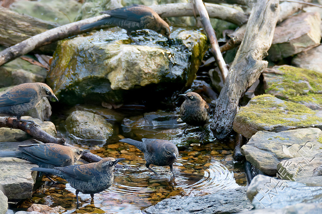 1-5-26 Rusty Blackbirds