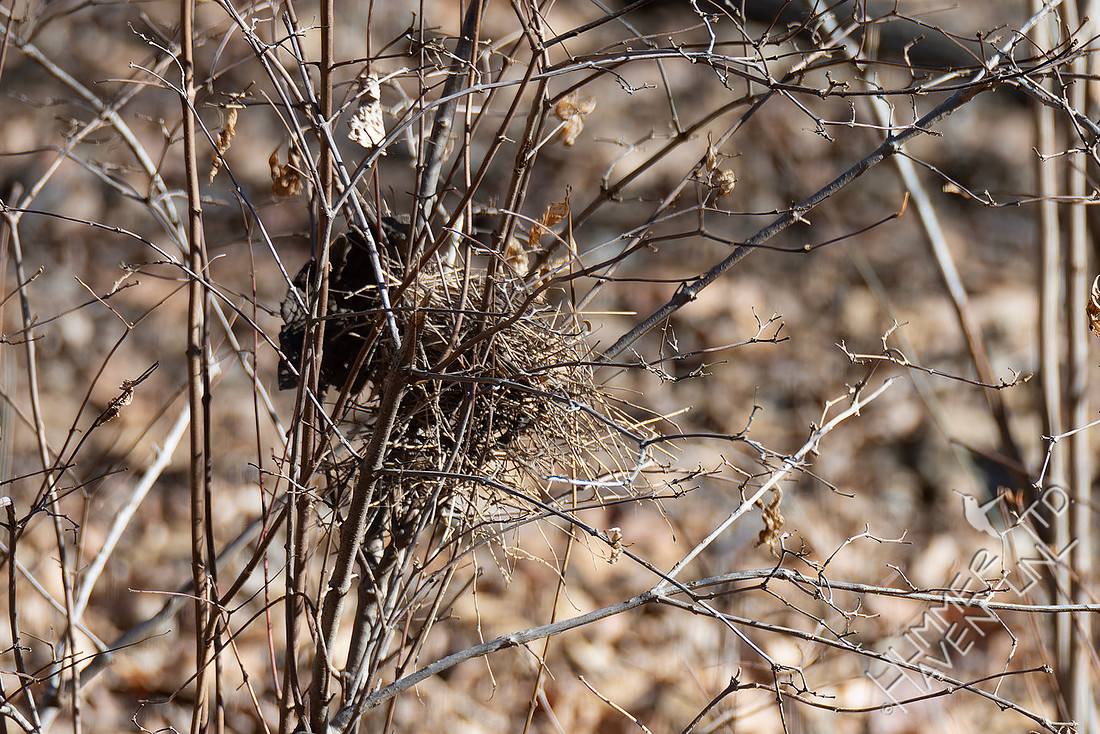 1-6-26 Nest, (House Finch) in Spicebush