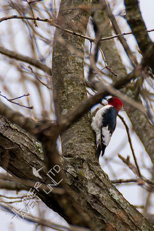 4-13-22 Red-headed Woodpecker juvenile, near adult plumage