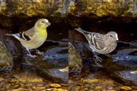 11-23-23 American Goldfinch and Pine Siskin composite