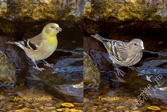 11-23-23 American Goldfinch and Pine Siskin composite