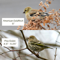 American Goldfinch and Pine Siskin
