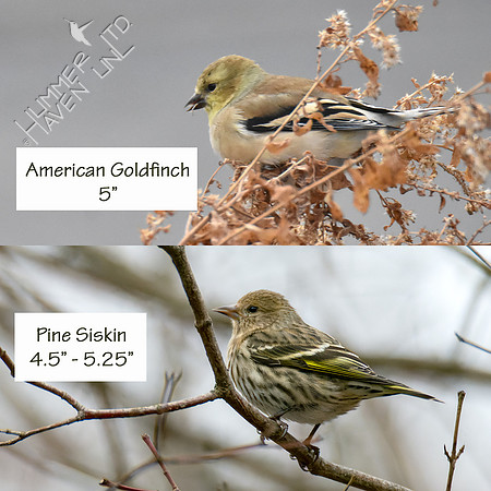 American Goldfinch and Pine Siskin