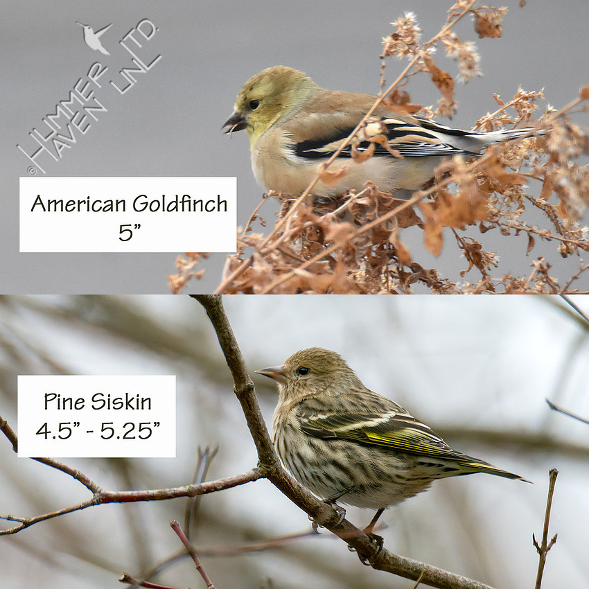 American Goldfinch and Pine Siskin