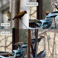 2-21-13 Red Crossbills at our fountain, 3-12-08 at a feeder in South County