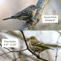 House Finch and Pine Siskin