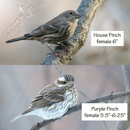 House Finch and Purple FInch