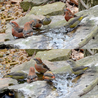 2-20-13 Red Crossbills at the bubbler