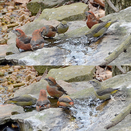 2-20-13 Red Crossbills at the bubbler