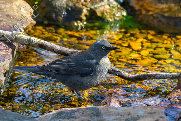 4-9-22 Rusty Blackbird