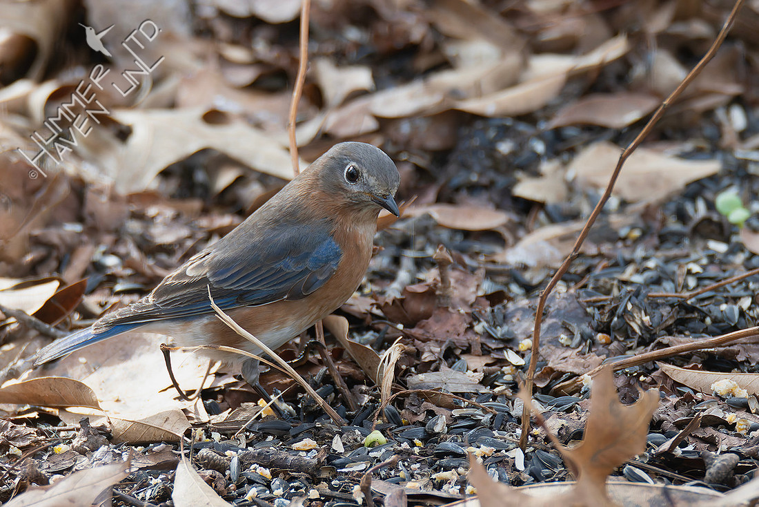 1-9-26 Eastern Bluebird