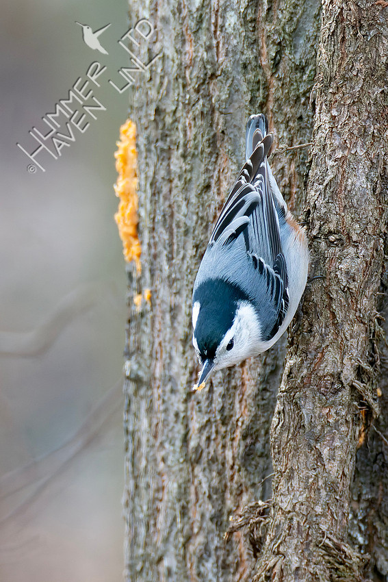 1-9-26 White-breasted Nuthatch