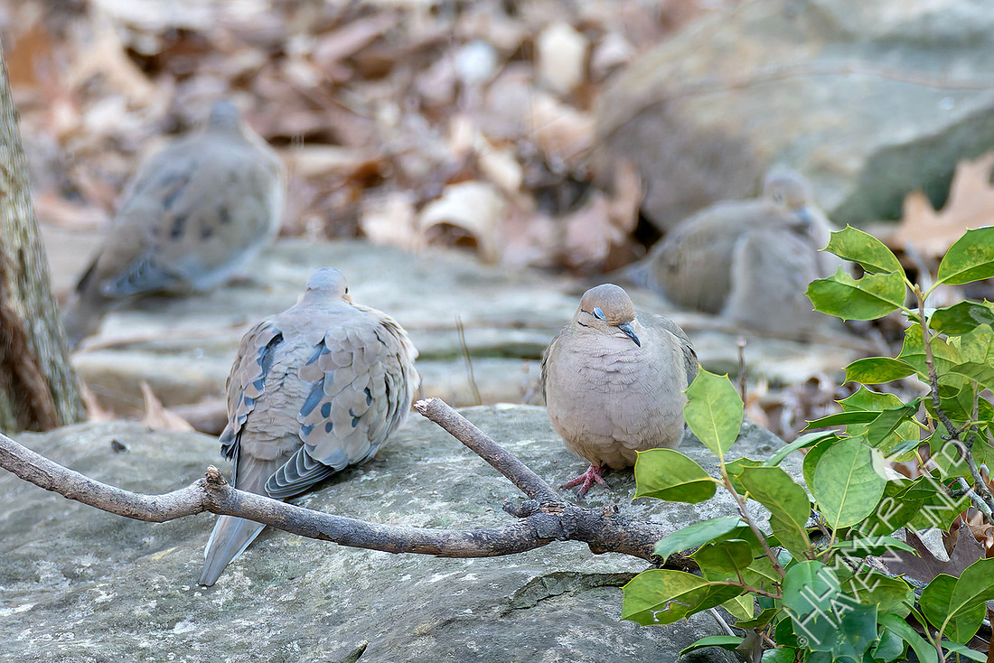1-9-26 Mourning Doves resting